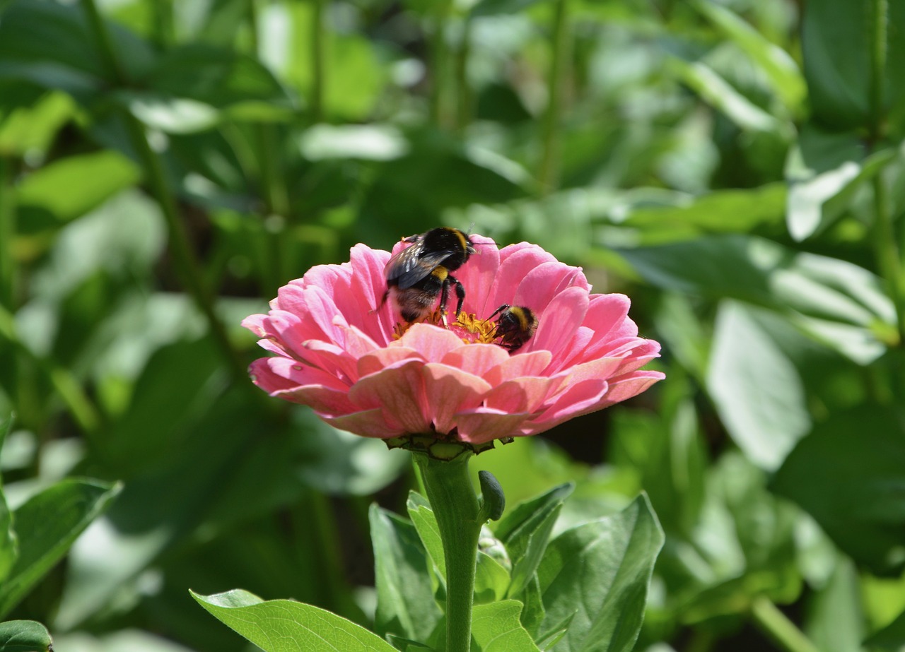 flowers bees collect nectar pink free photo