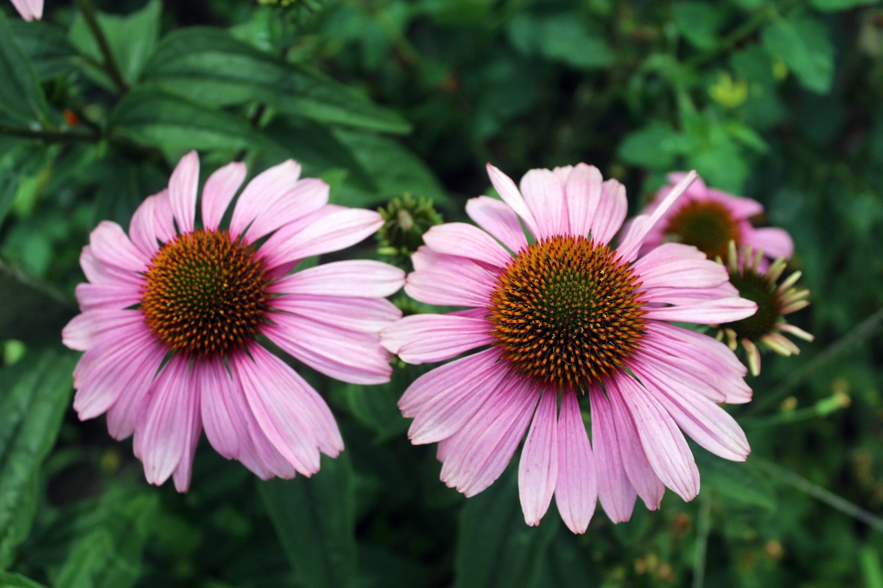 flowers summer garden free photo