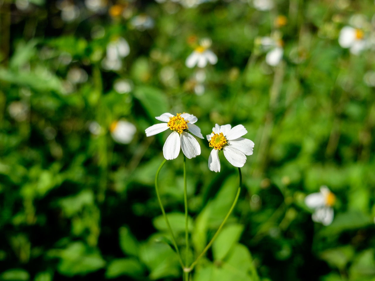 flowers hoaxuyenchi green free photo