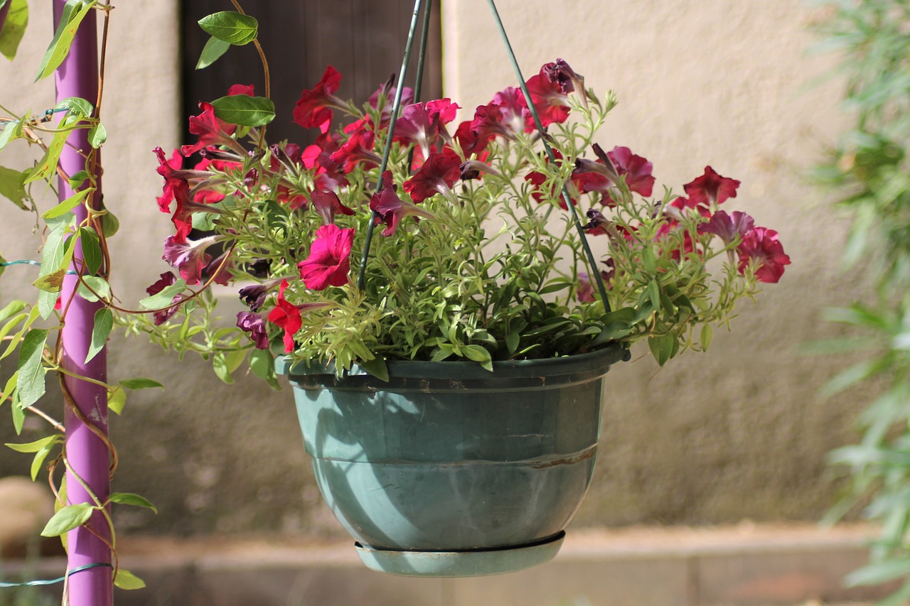 flowers potted flowers hanging flower pot free photo
