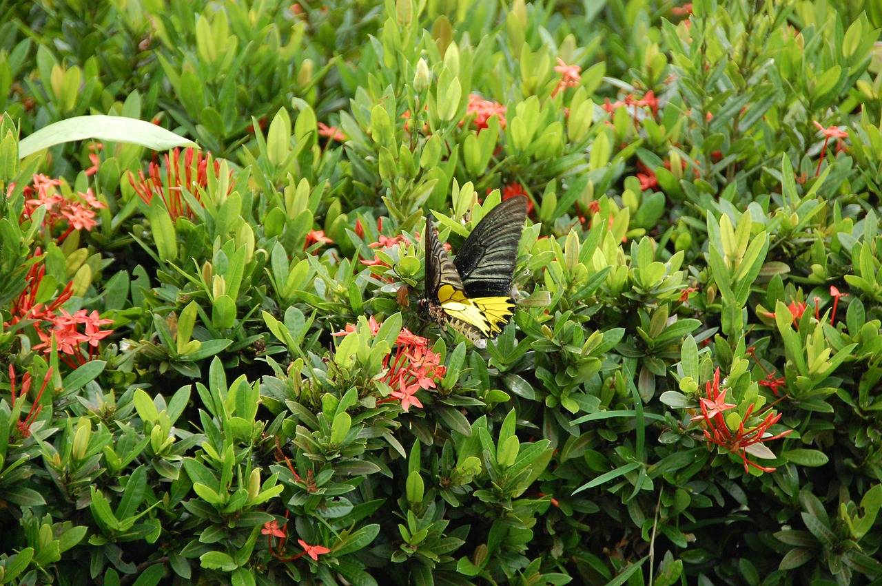 flowers green nature free photo