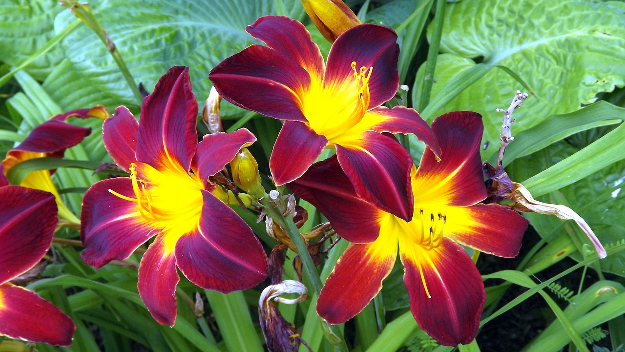flowers plants lilies free photo