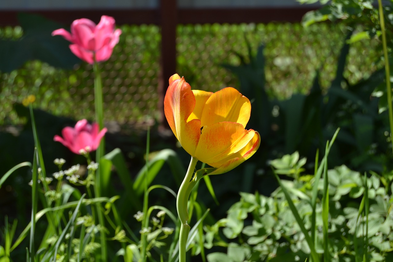 flowers tulip yel free photo