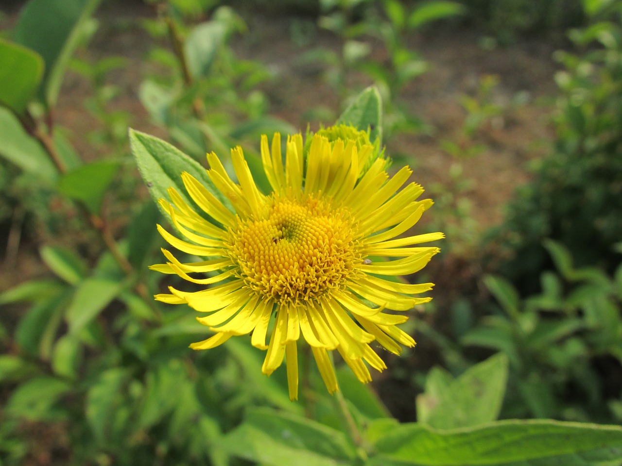 flowers yellow natural free photo