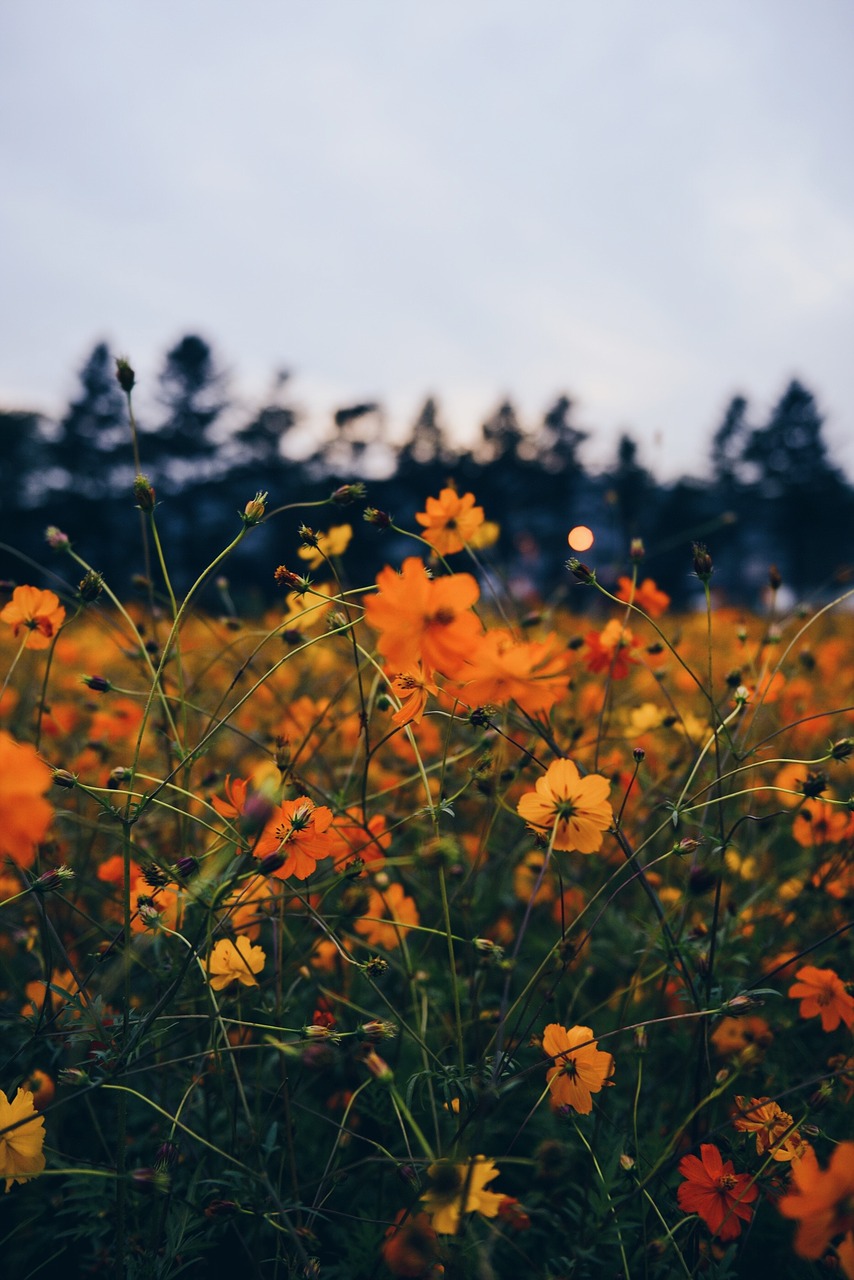 flowers bloom petals free photo