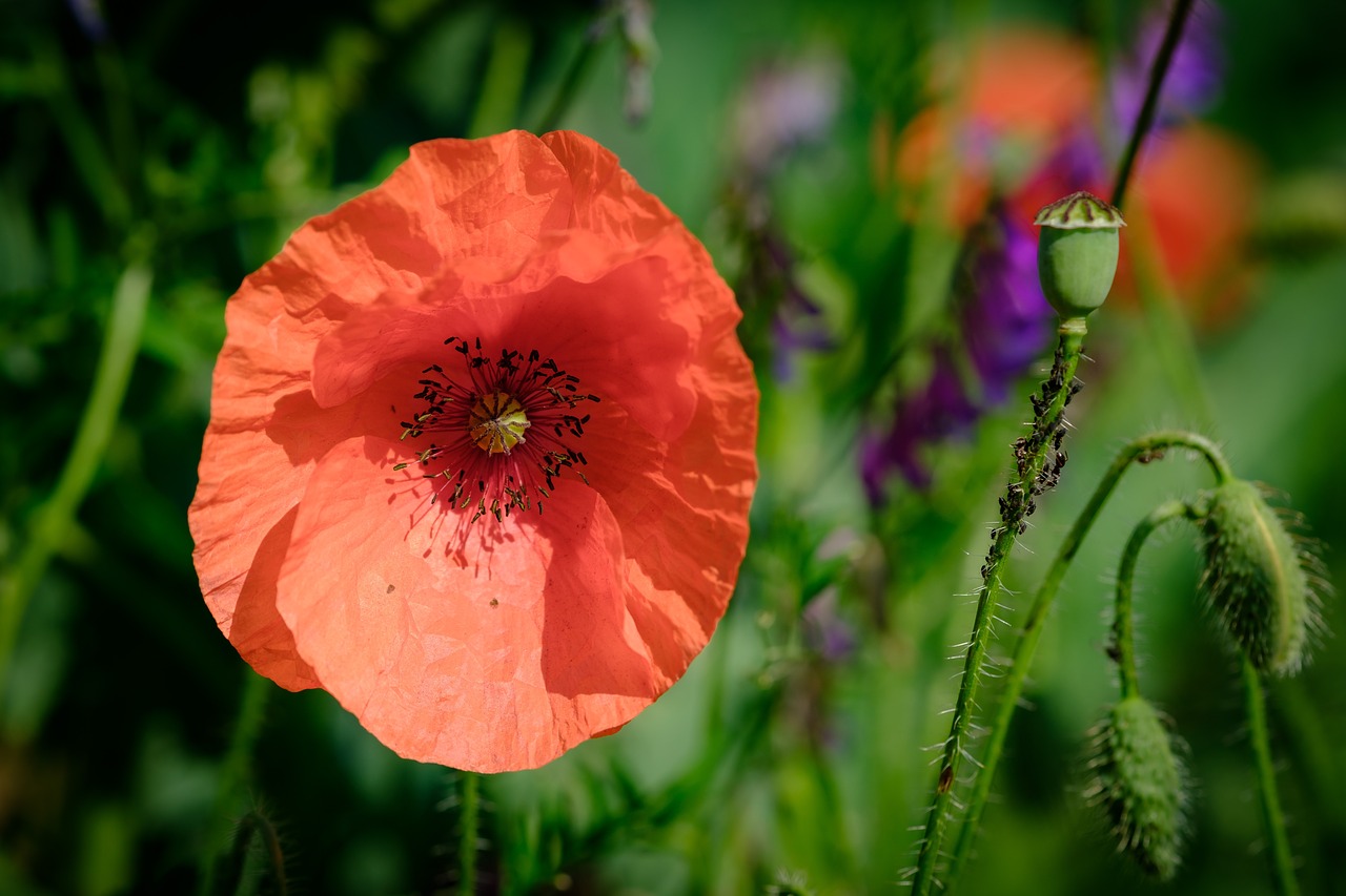 flowers field garden free photo