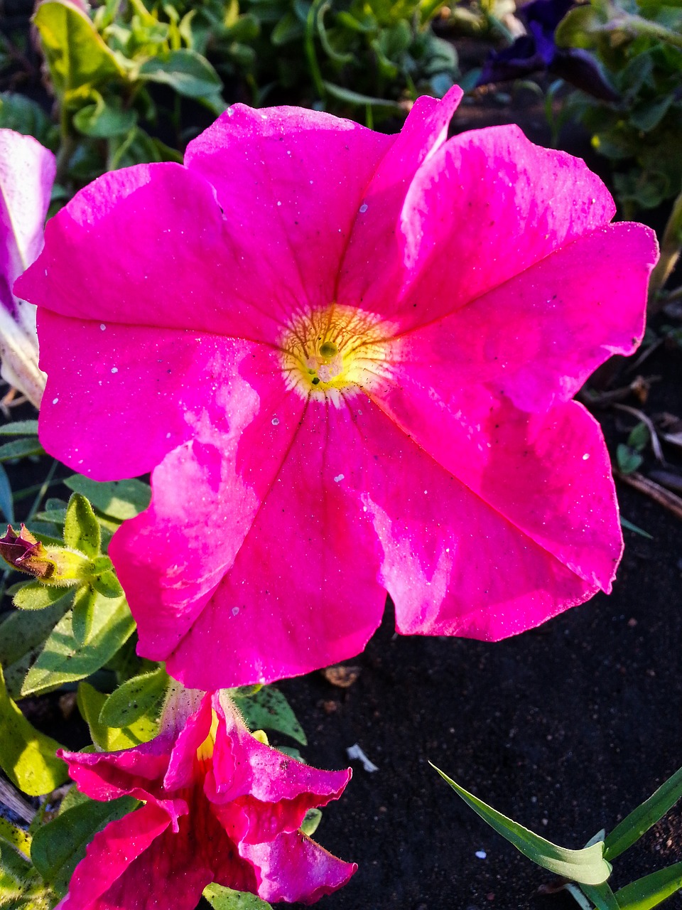 flowers pink petals free photo