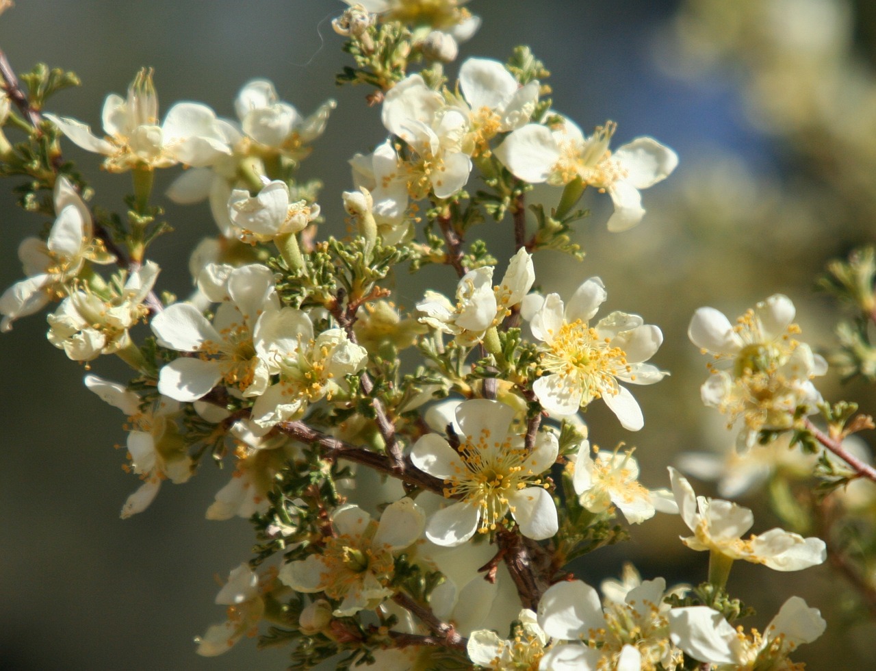 flowers western cliffrose free photo