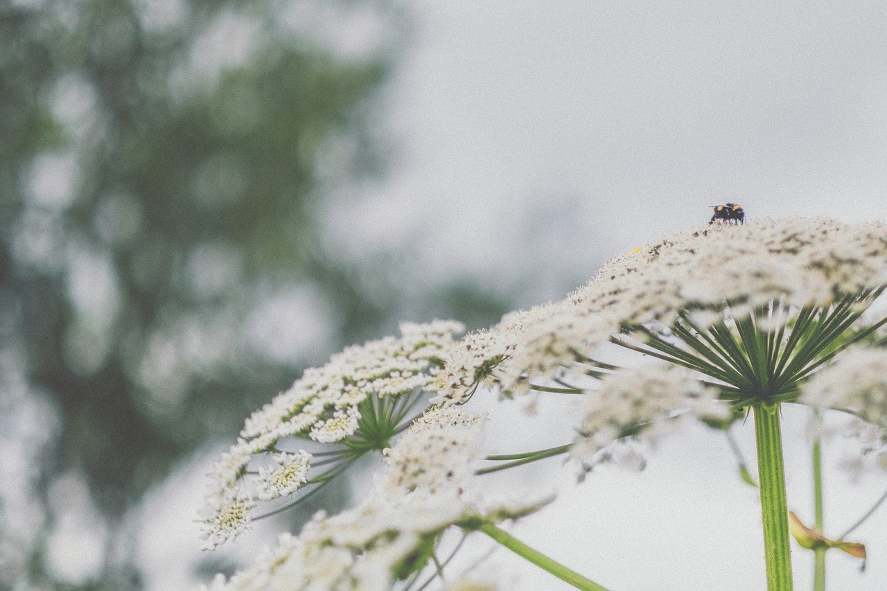 flowers petals nature free photo