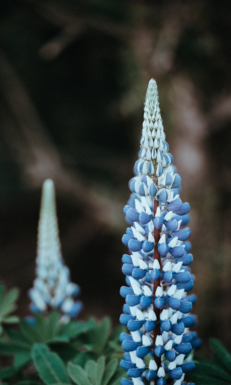 flowers garden nature free photo