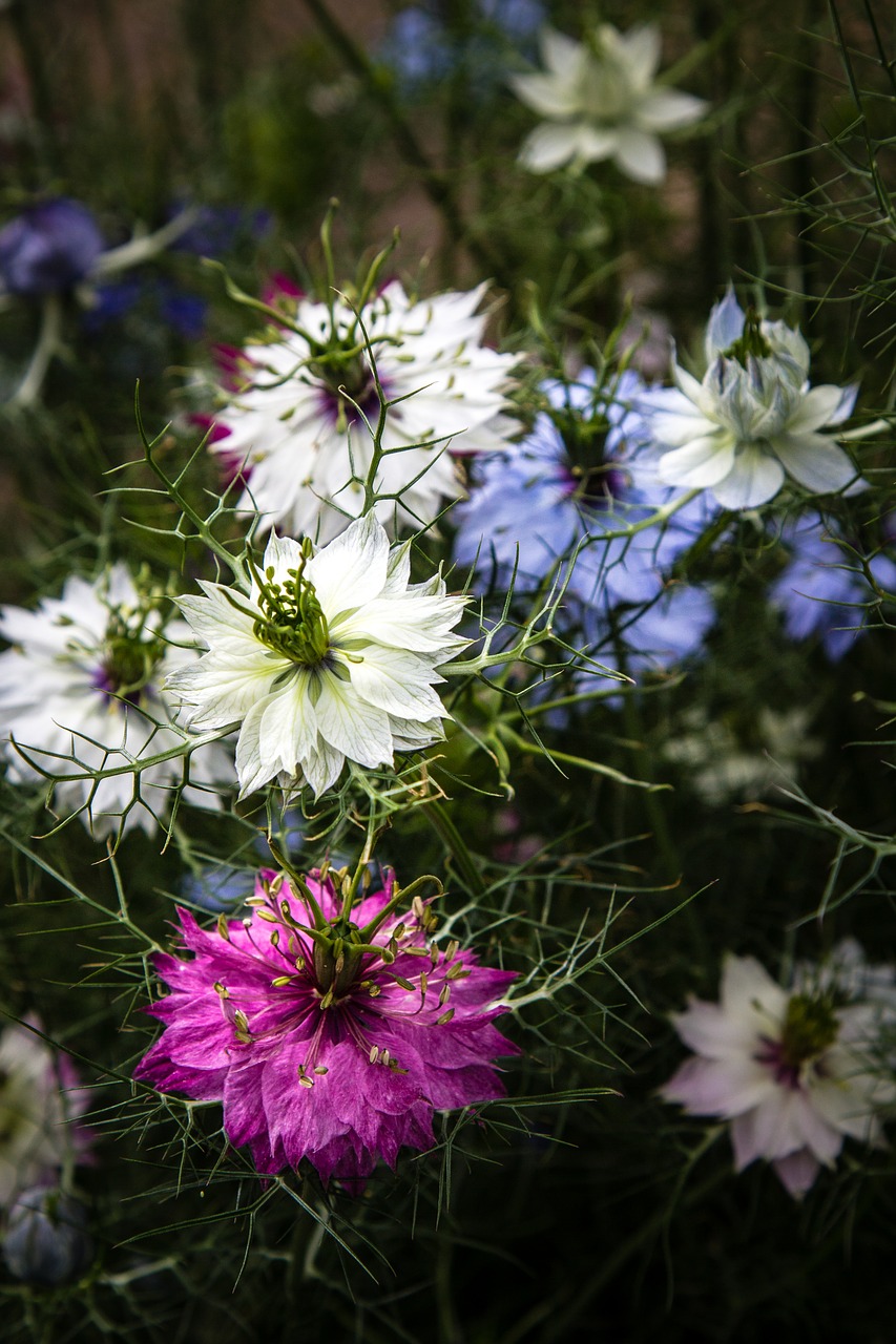 flowers nigella love-in-a-mist free photo