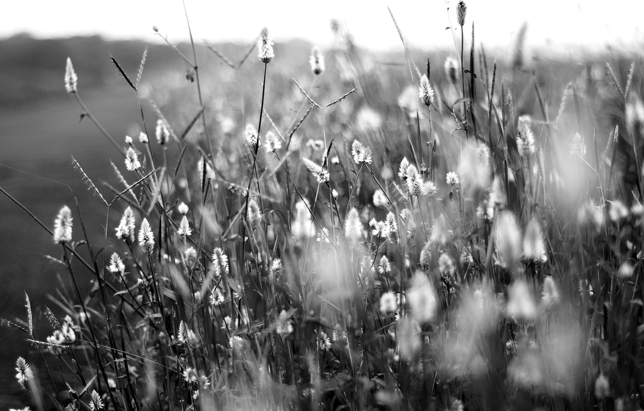 flowers black and white black free photo