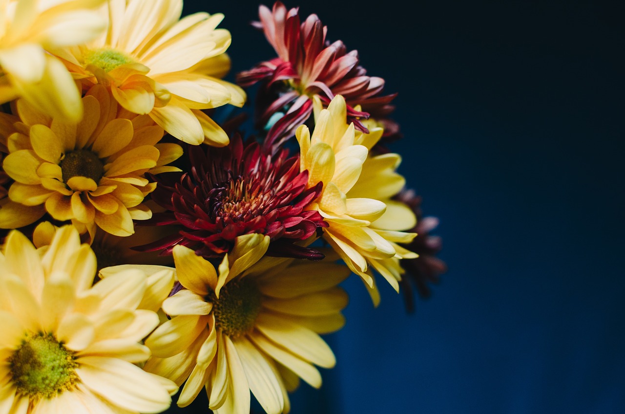 flowers bloom yellow free photo