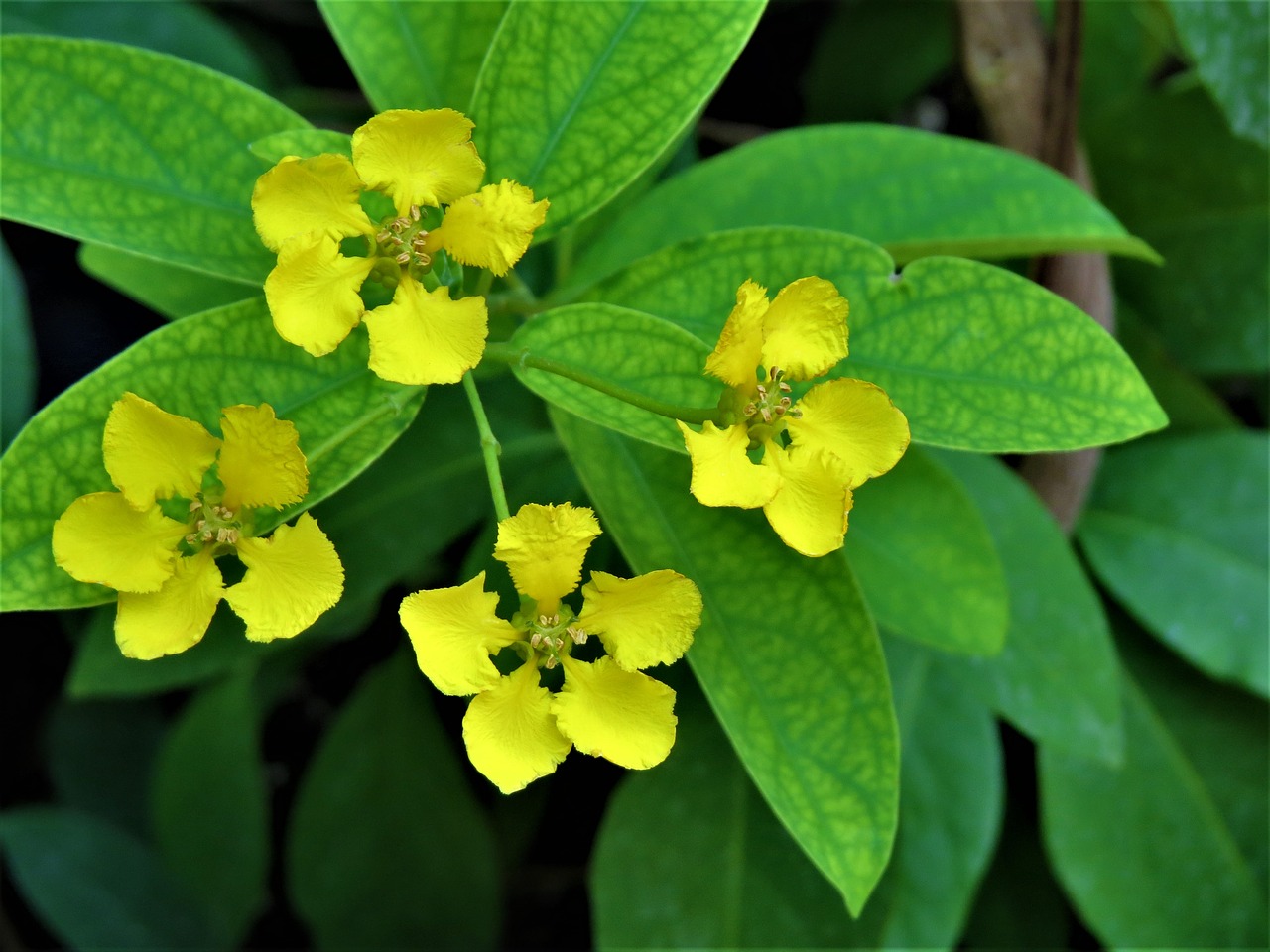 flowers yellow green free photo