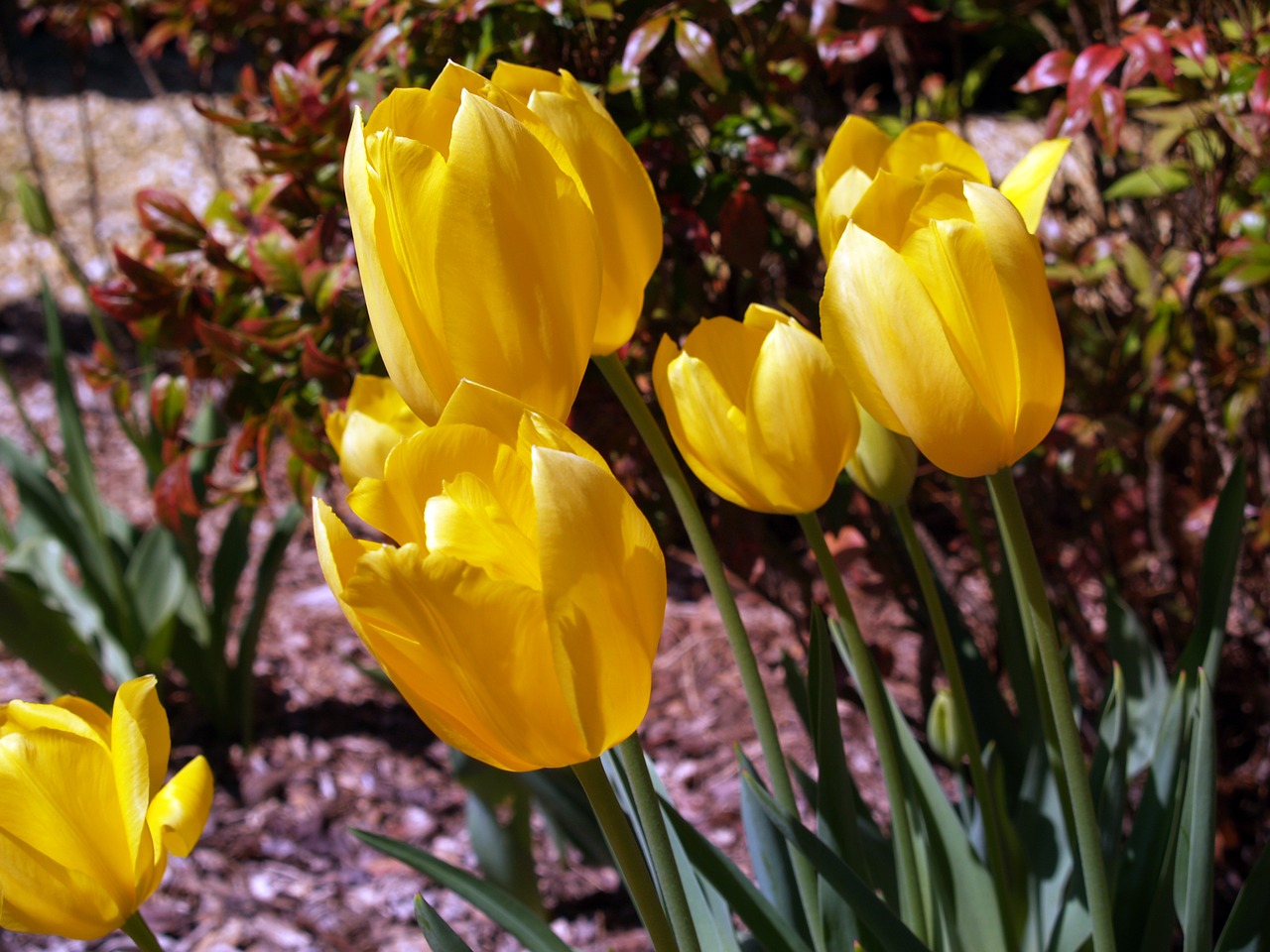 flowers spring tulips free photo