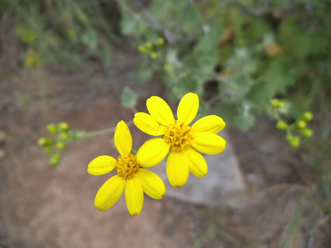 flowers nature plant free photo