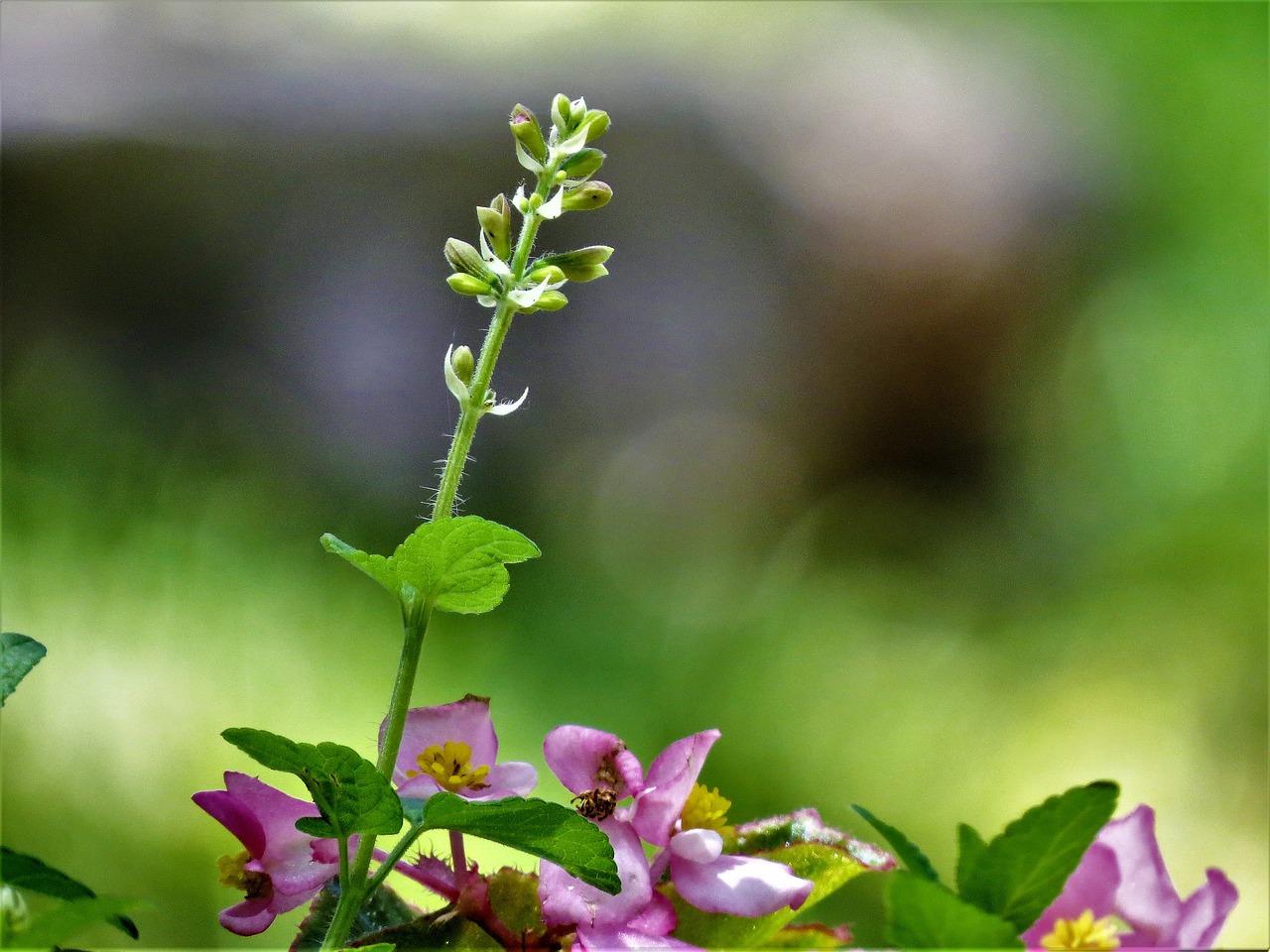 flowers macro pink free photo