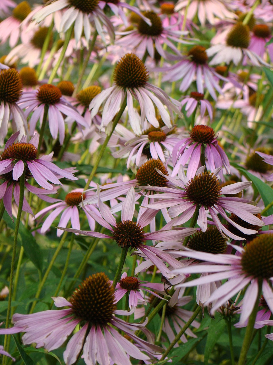 flowers the world purple flowers free photo