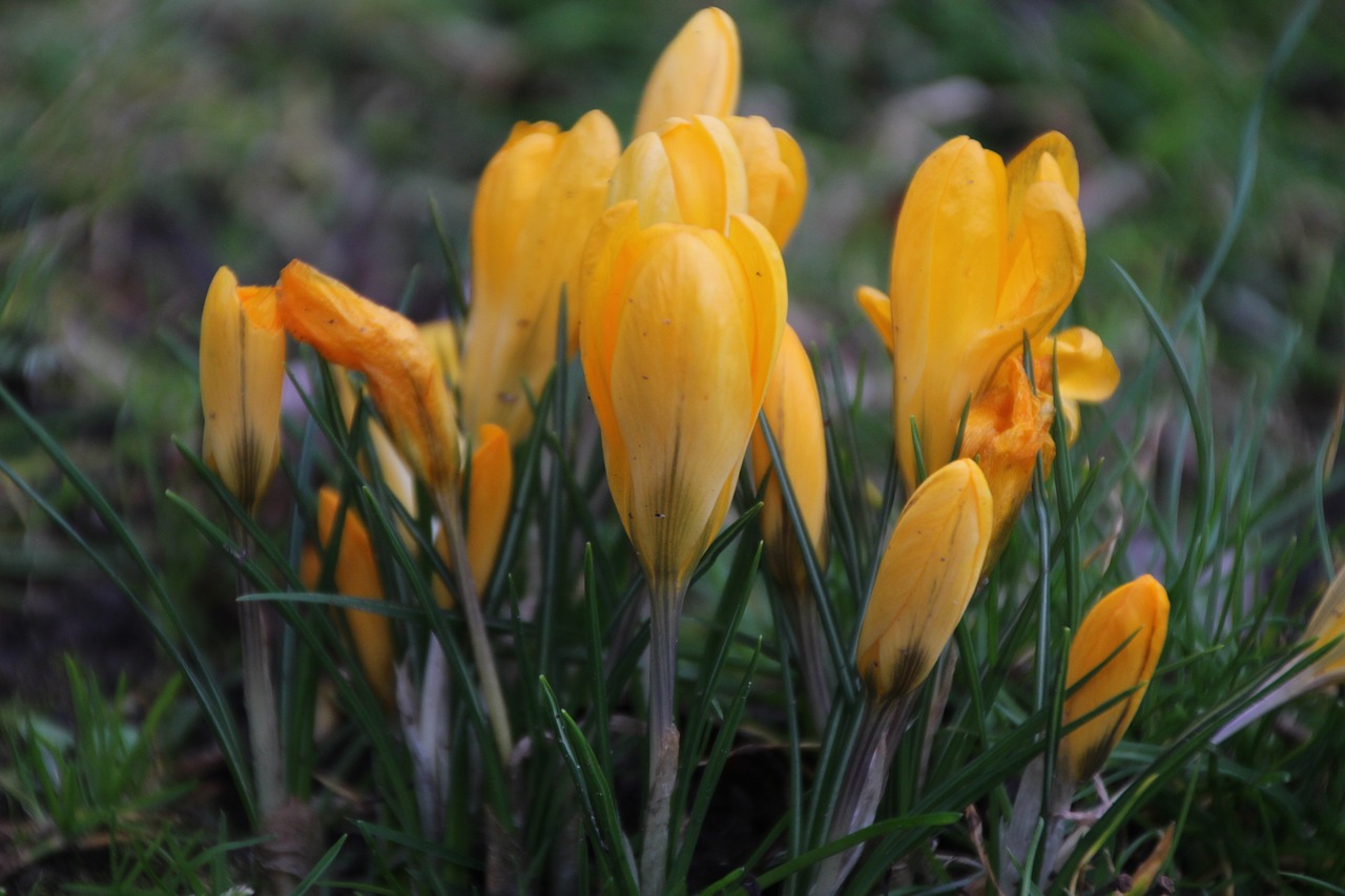 flowers yellow nature free photo