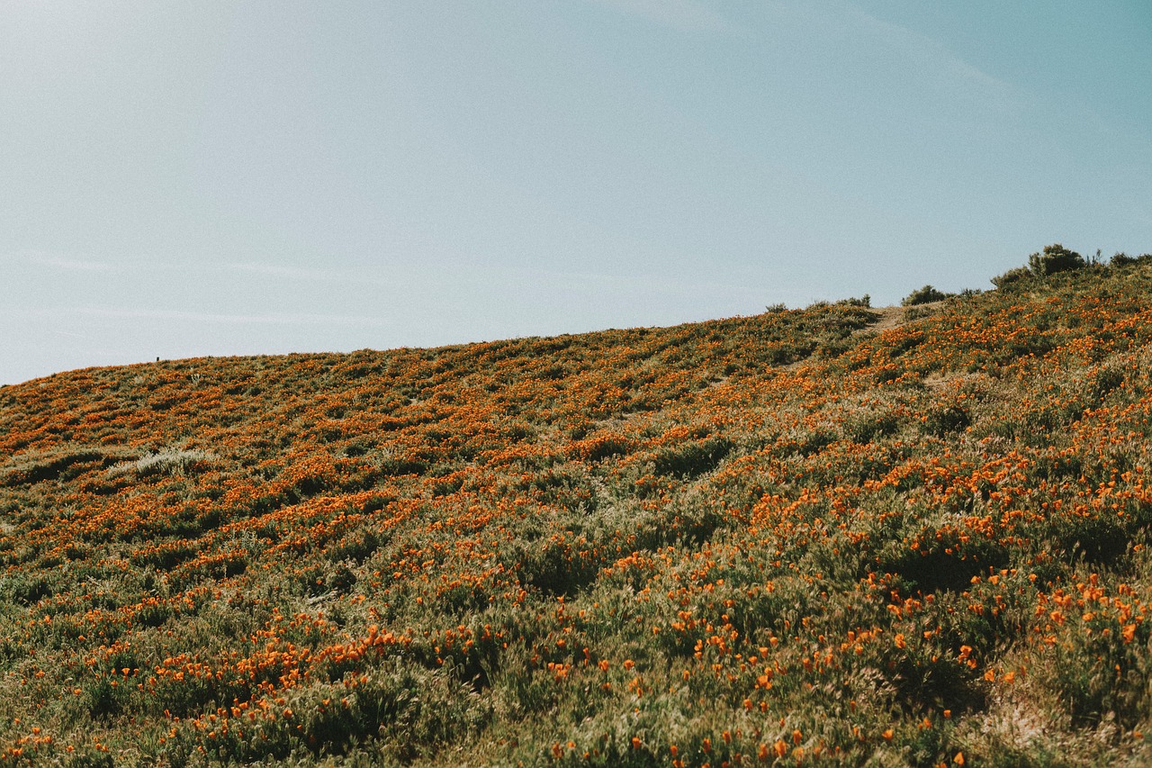 flowers field farm free photo