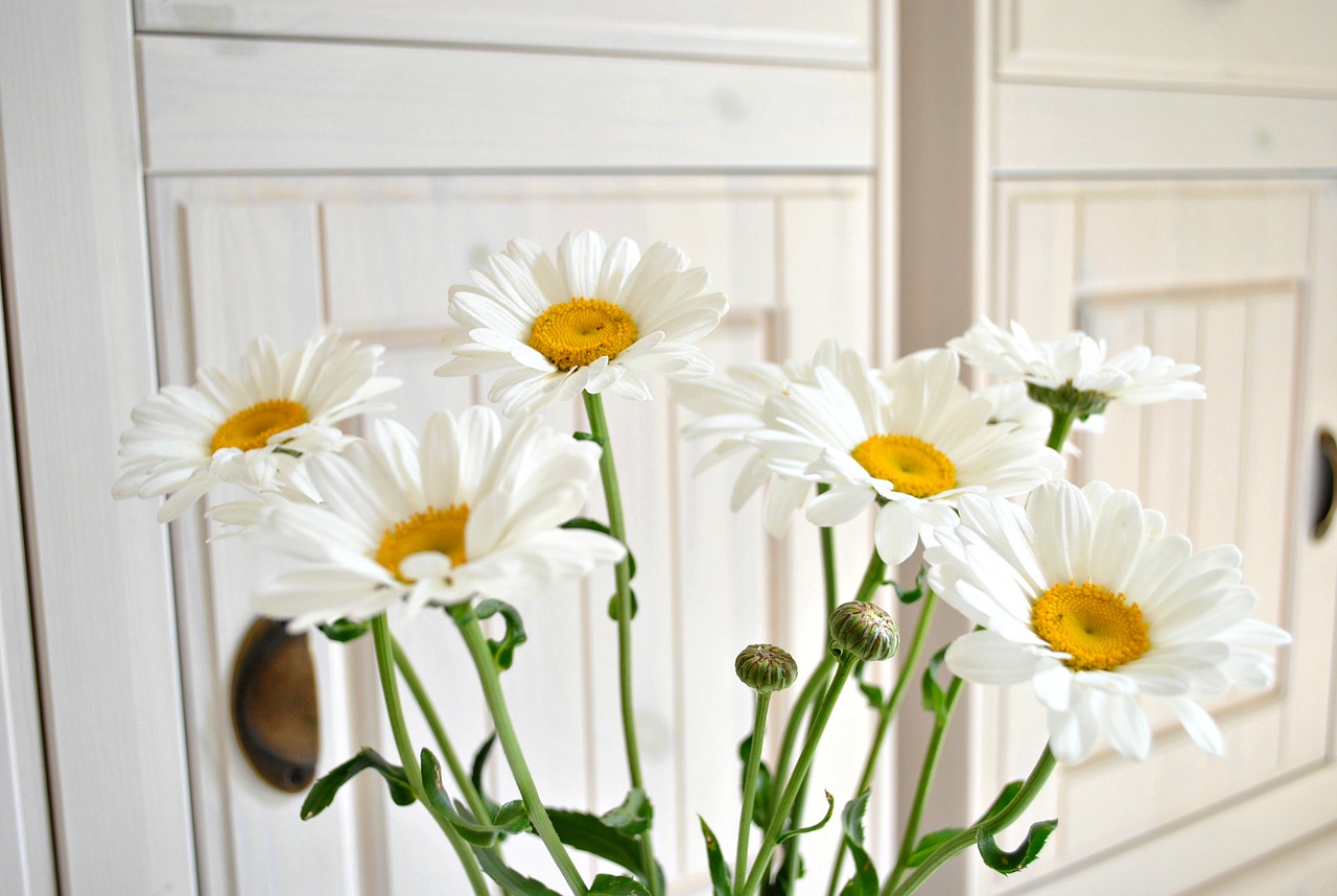 flowers chamomile flowers of the field free photo