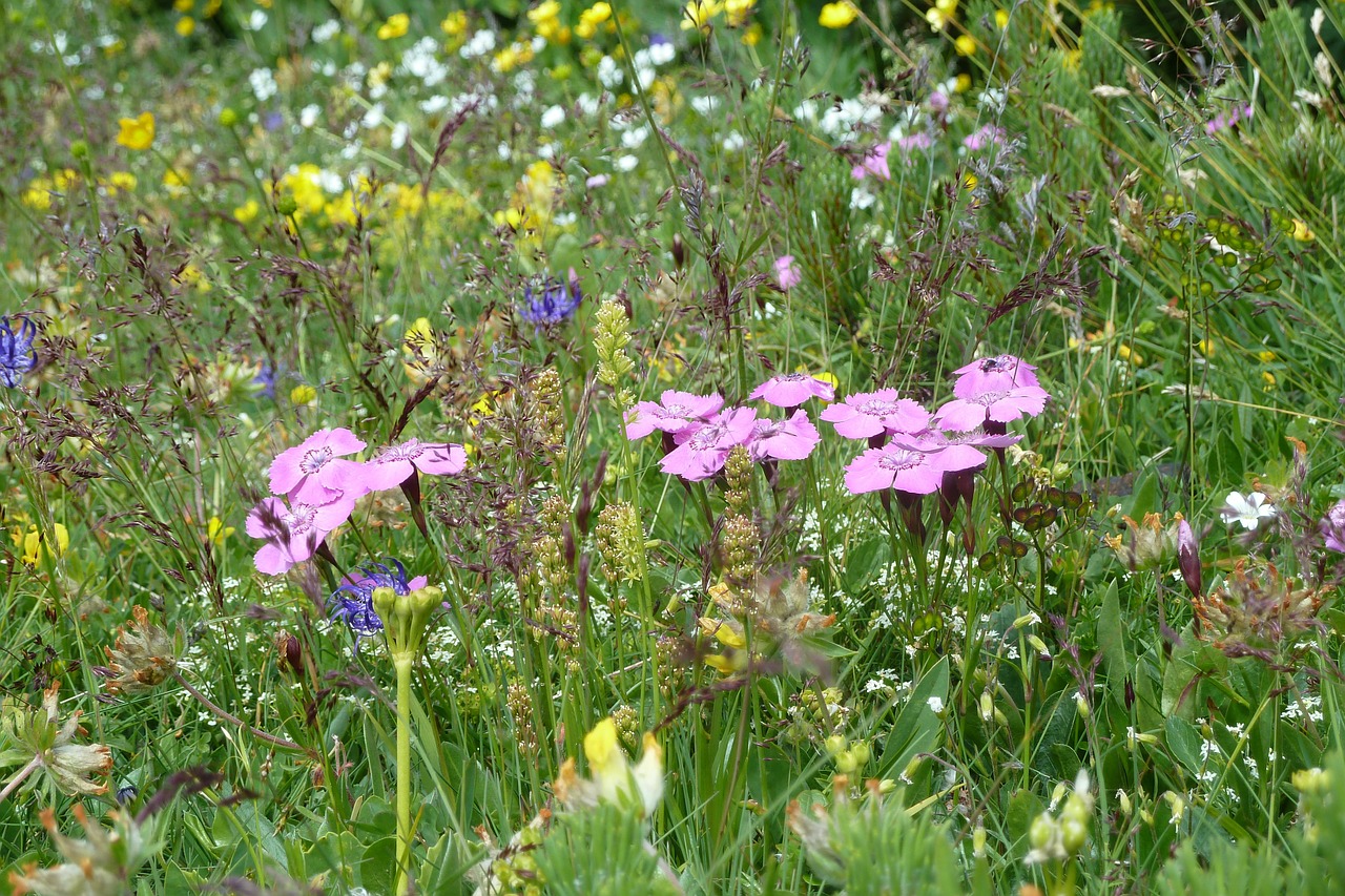 flowers rax meadow free photo