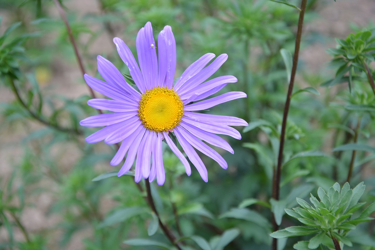 flowers purple violet free photo