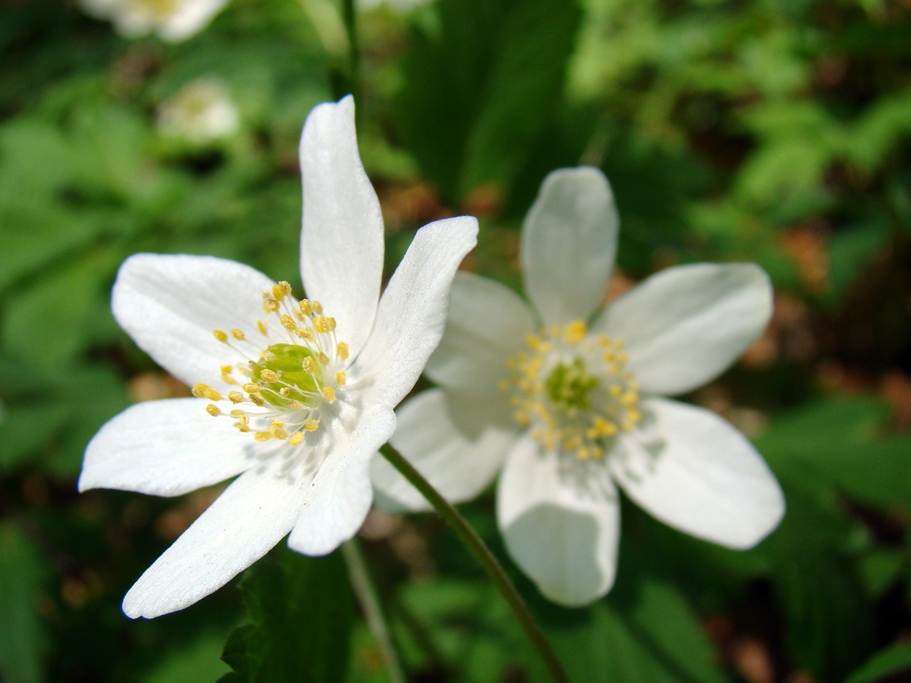 flowers flower white flower free photo