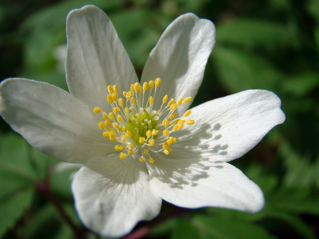 flowers flower white flower free photo