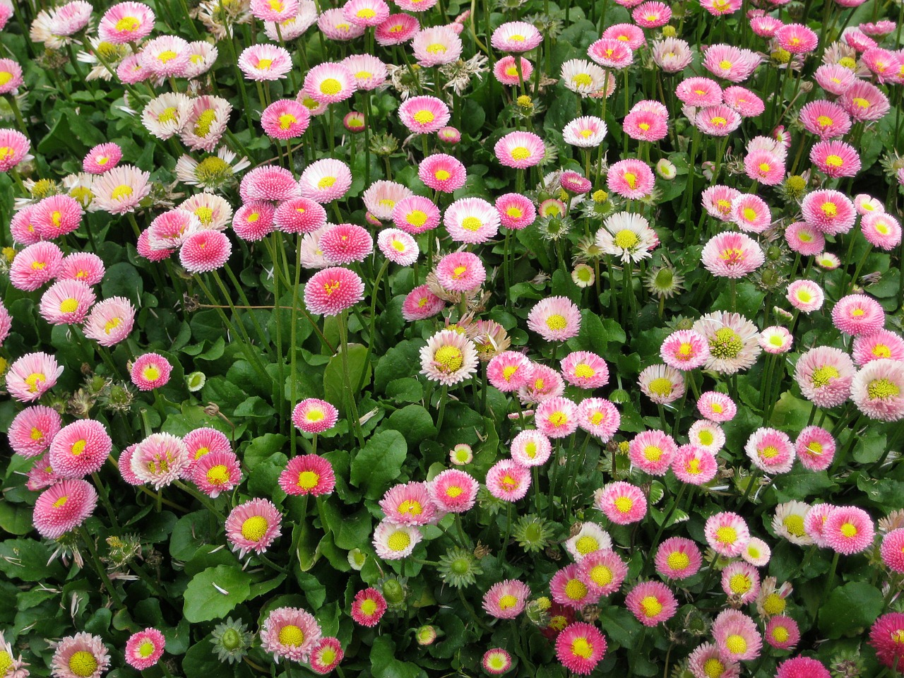 flowers leaf daisy free photo