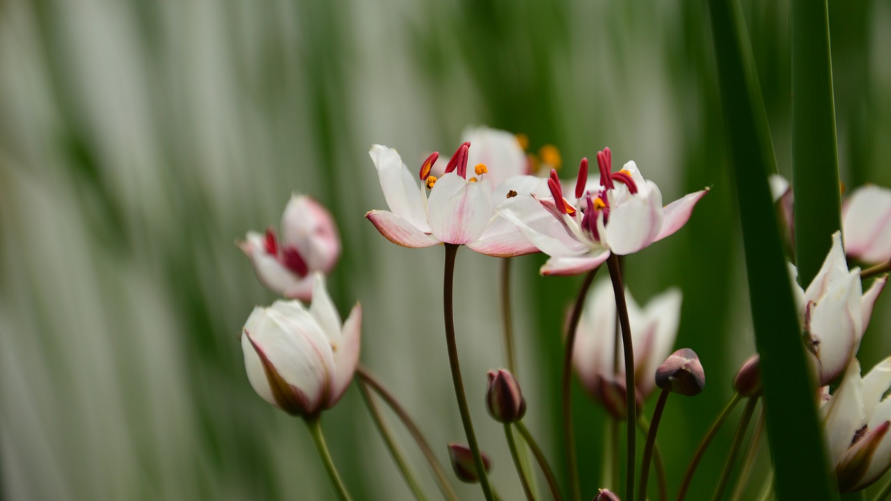 flowers when the pond free photo