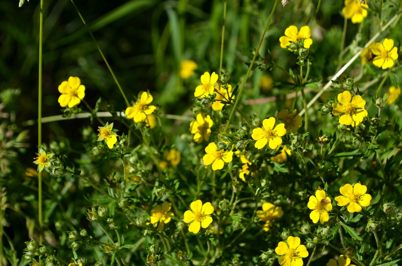 flowers nature summer flowers free photo