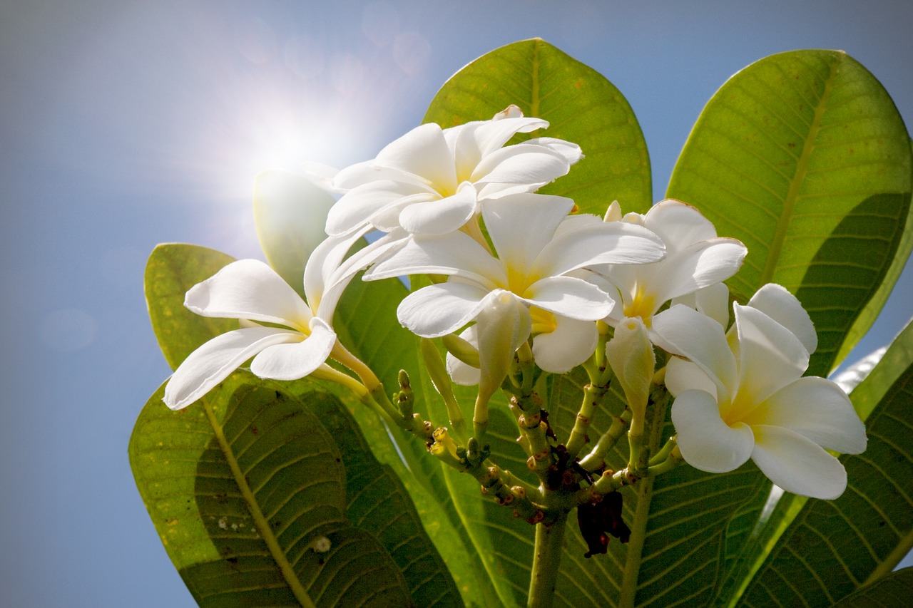 flowers white white blossom free photo