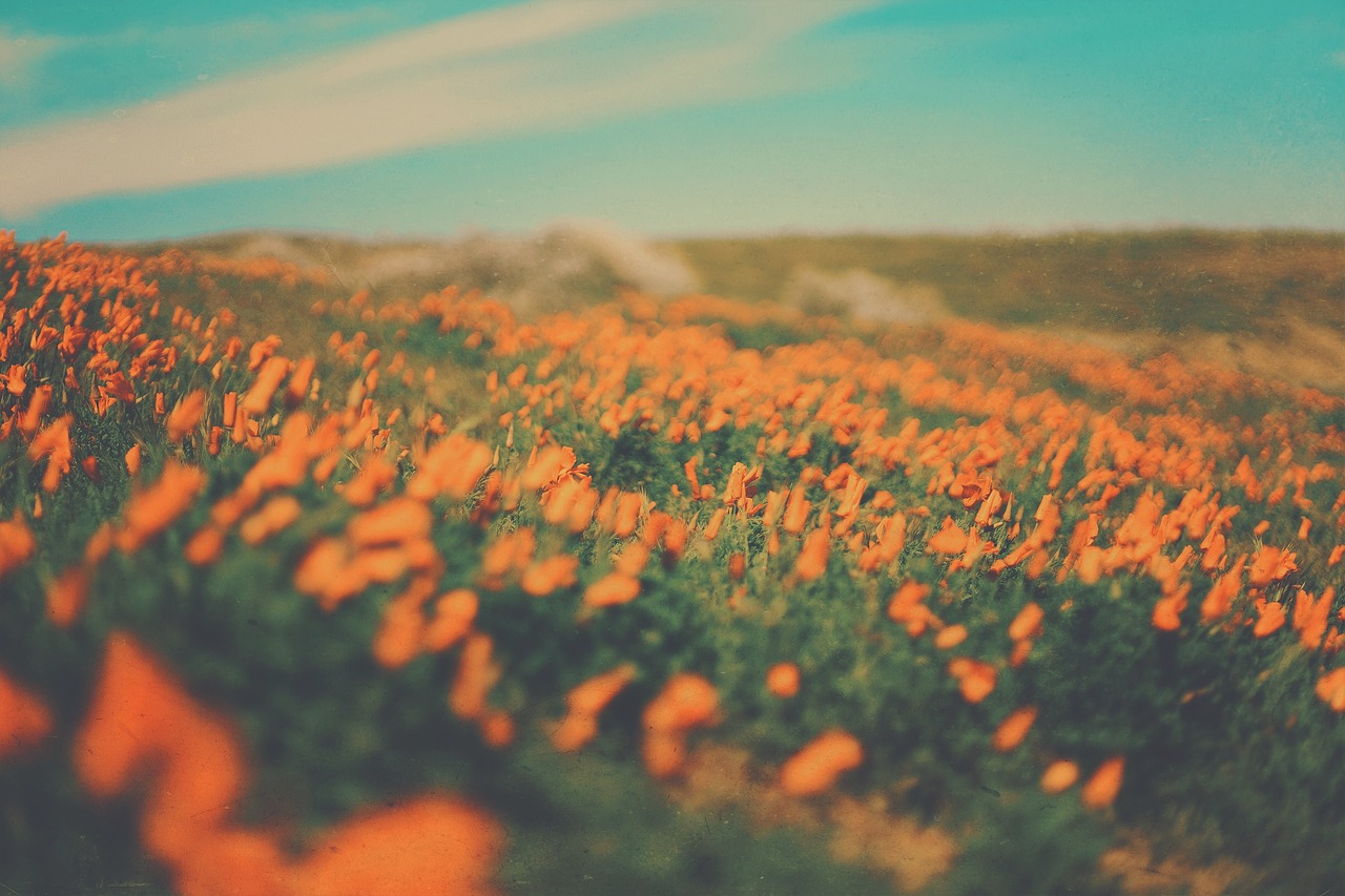 flowers field garden free photo