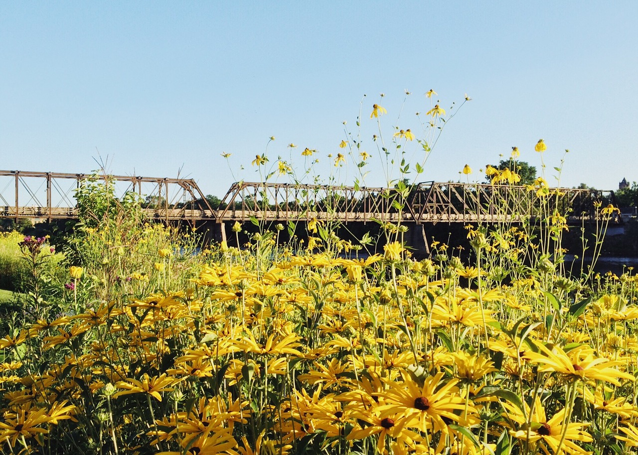 flowers yellow yellow flowers free photo