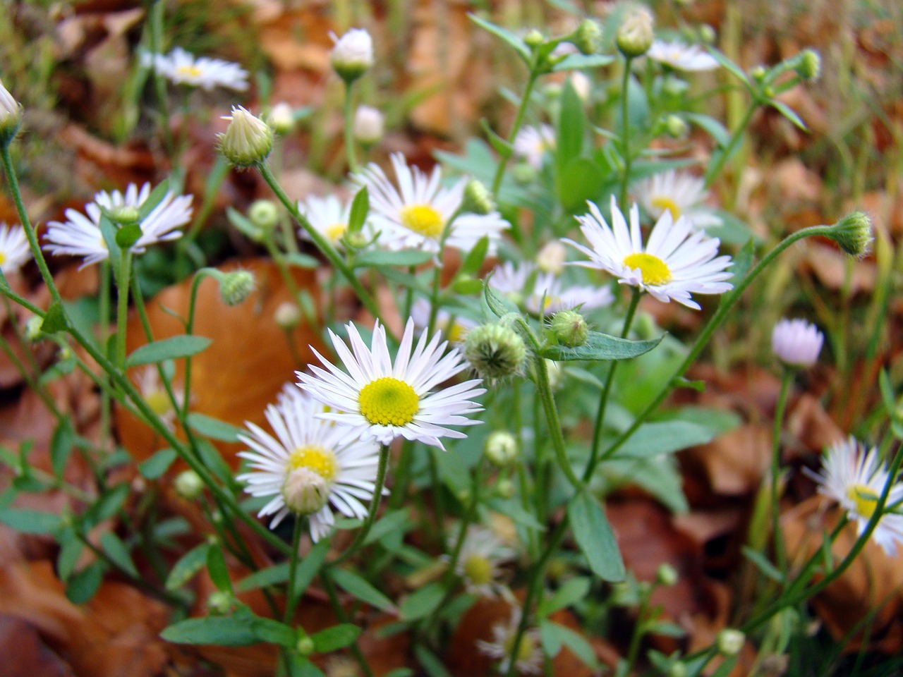 flowers white flowers spring free photo