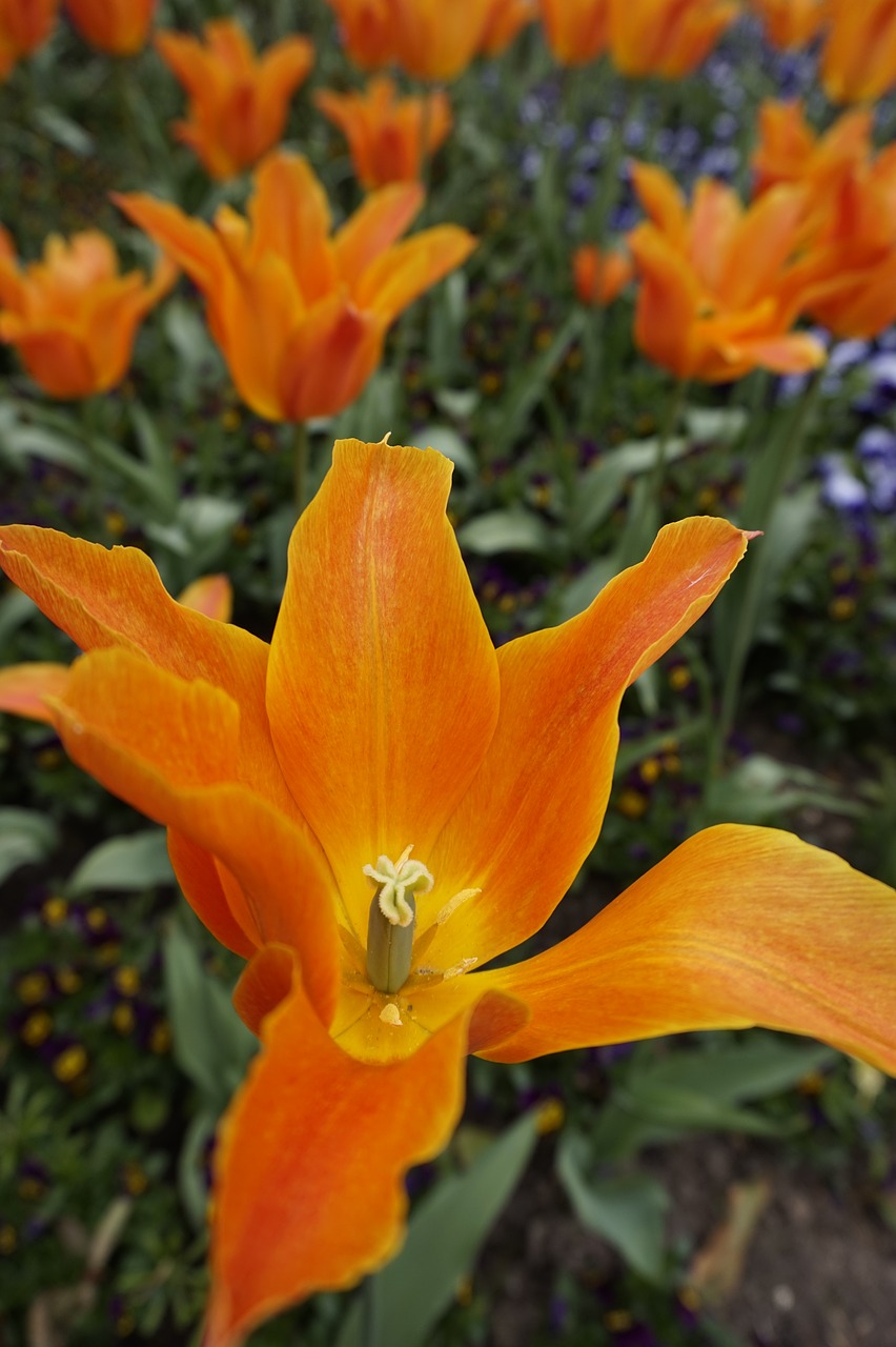 flowers plant garden free photo