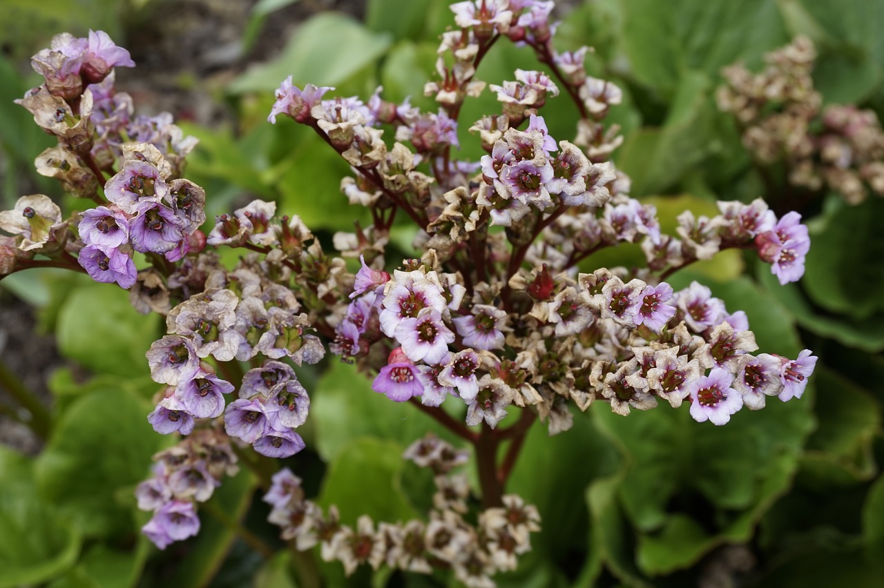 flowers plant garden free photo