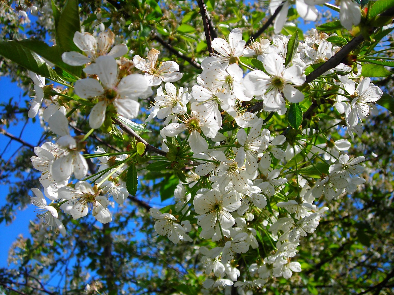 flowers cherry flowering free photo