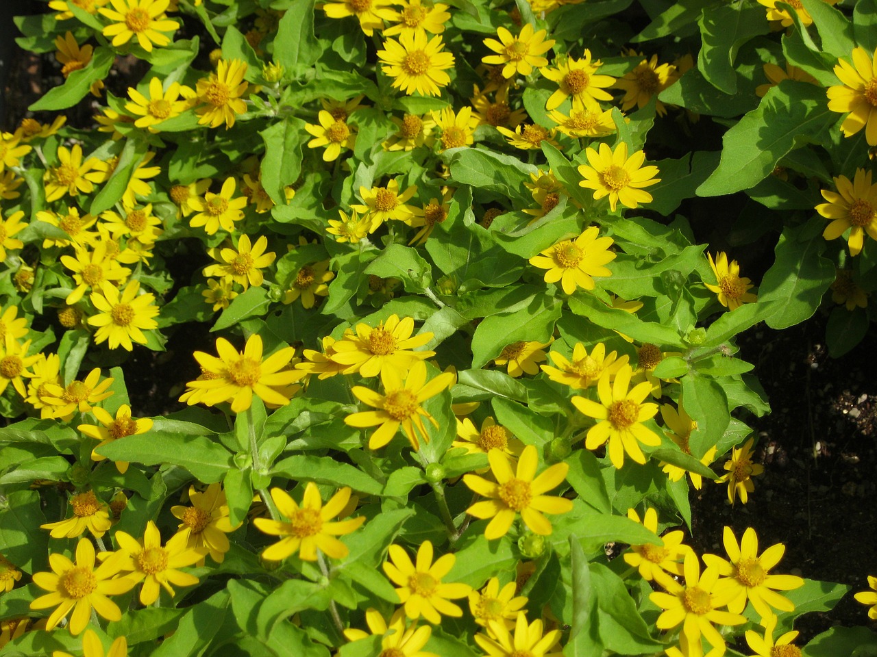 flowers yellow plants free photo