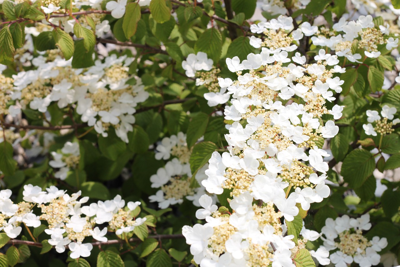 flowers white summer free photo