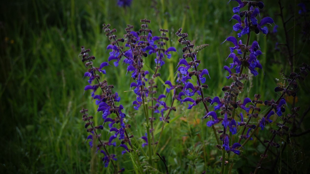 flowers nature summer flowers free photo