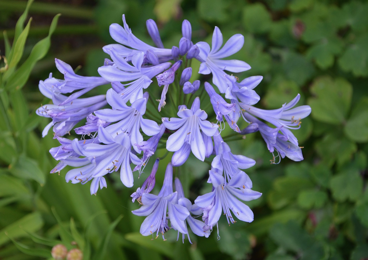 flowers purple violet free photo