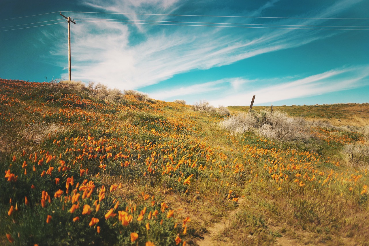 flowers field garden free photo