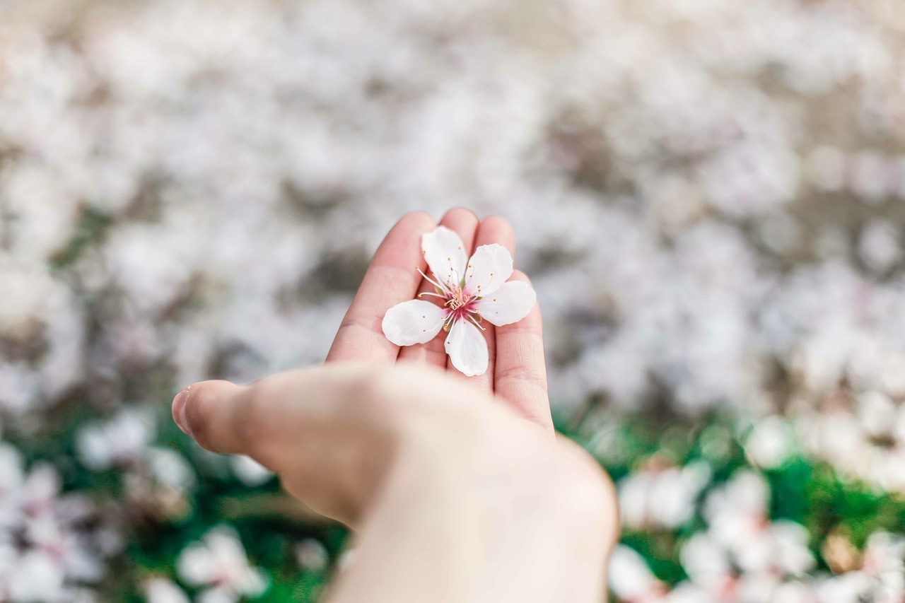 flowers hand palm free photo