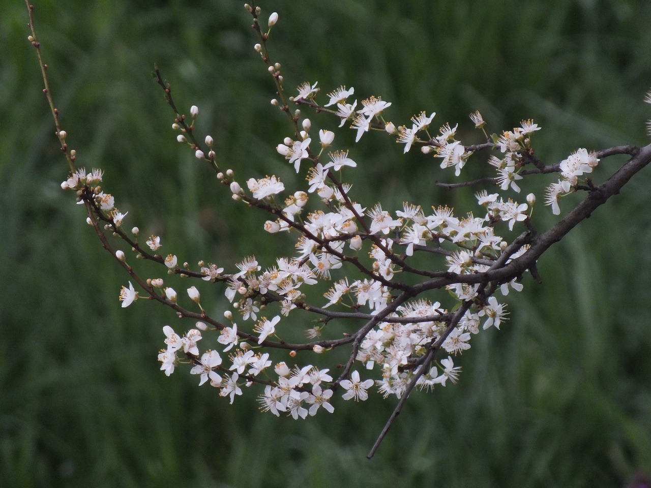 flowers tree nature free photo