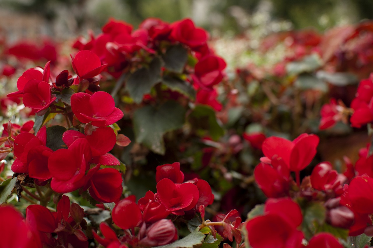 flowers red botany free photo