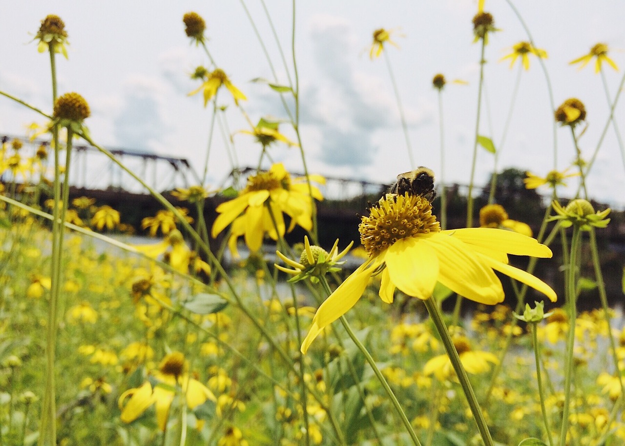 flowers yellow yellow flowers free photo