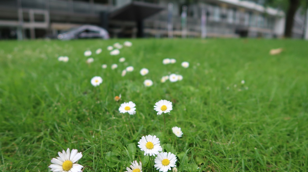 flowers wildflower nature free photo