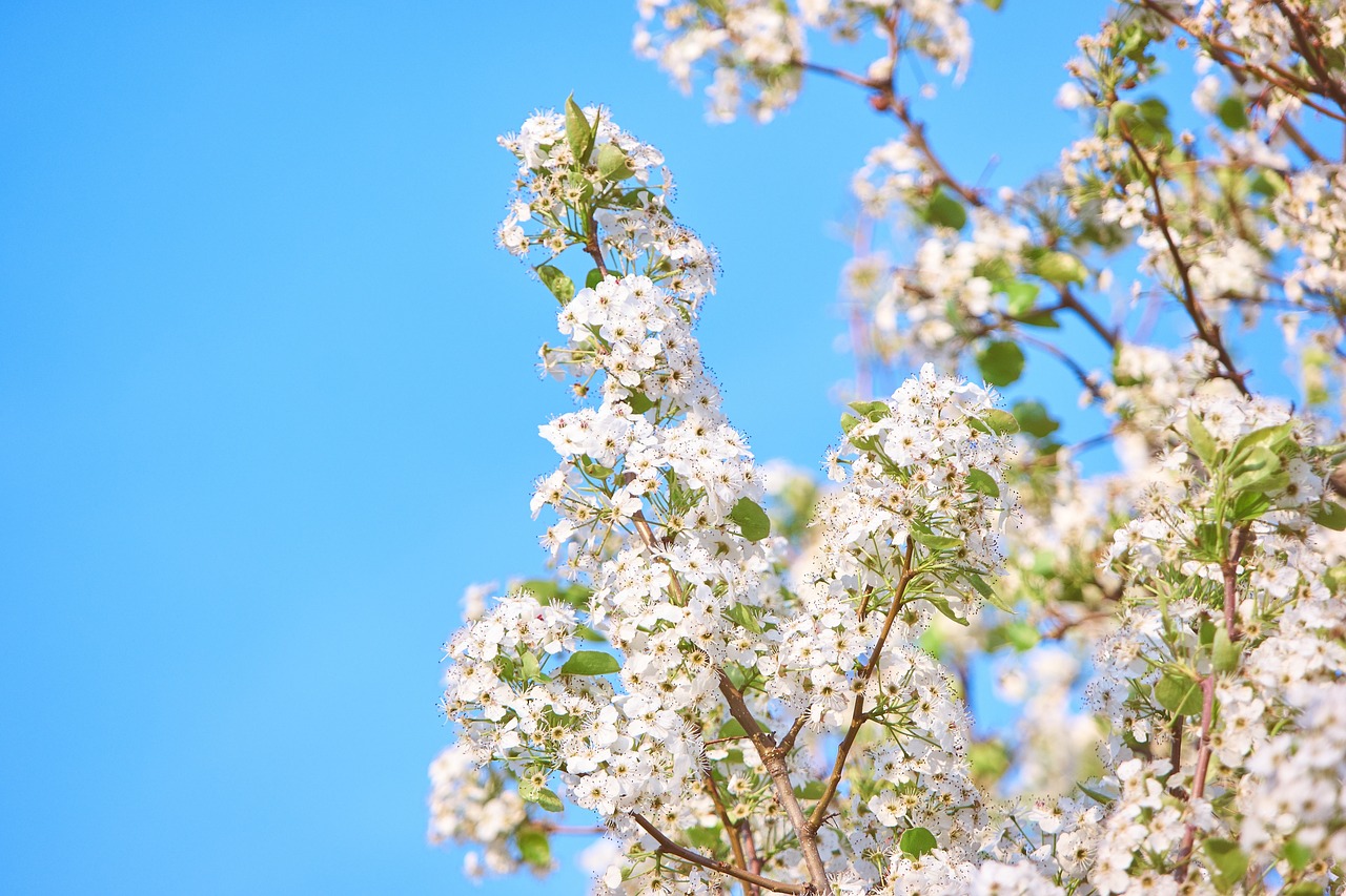 flowers blossom white free photo